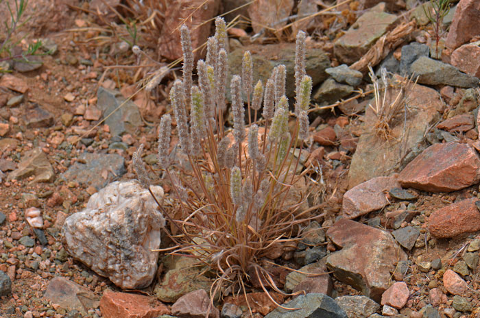 Plantago patagonica, Woolly Plantain